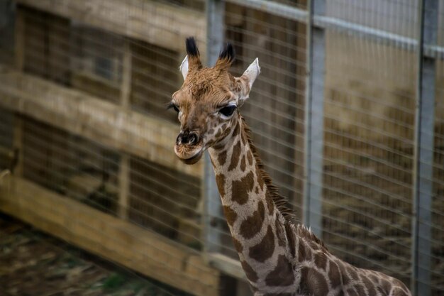 Portrait of giraffe in zoo