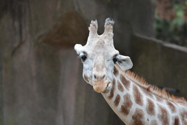 Портрет жирафа в зоопарке