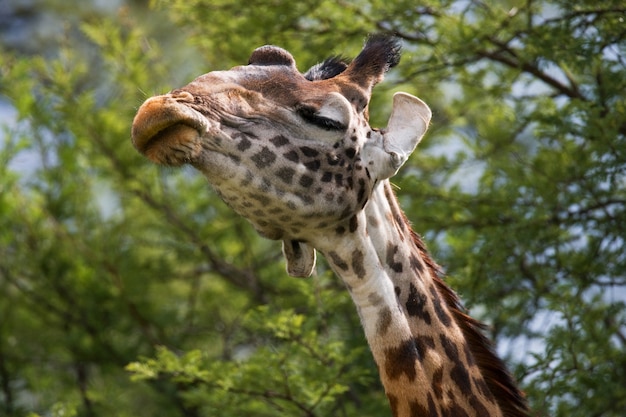 Portrait of a giraffe.