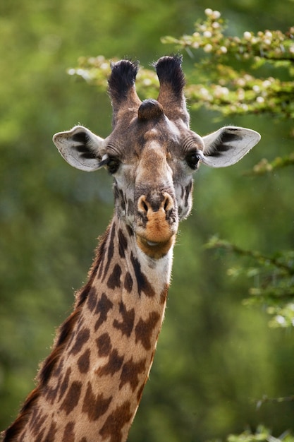 Portrait of a giraffe.