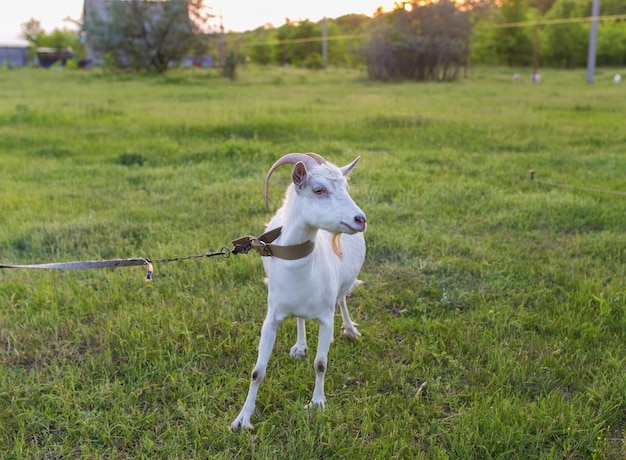 Portrait of goat eating a grass on meadow