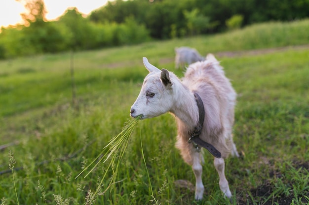 Portrait of goat eating a grass on meadow