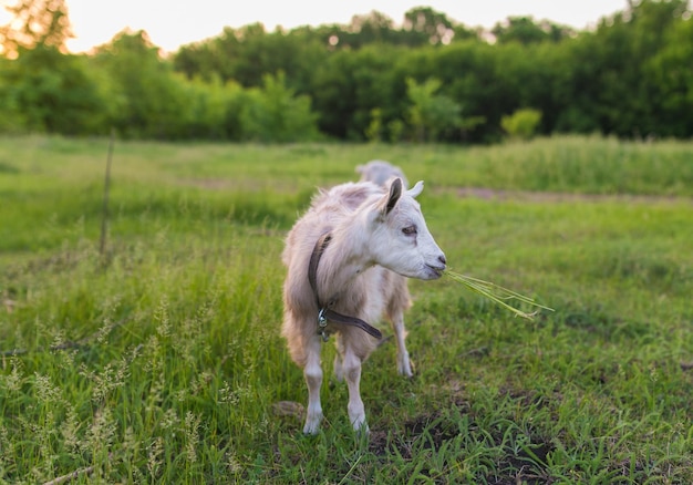 Portrait of goat eating a grass on meadow