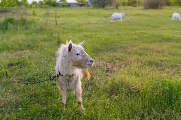 Portrait of goat eating a grass on meadow