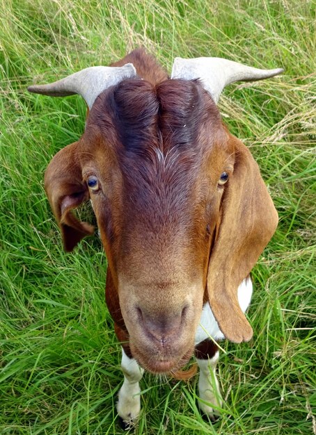 Portrait of goat on field