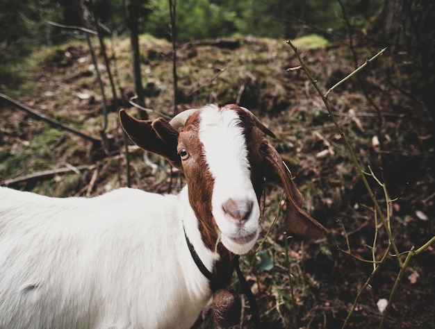 Foto ritratto di una capra sul campo