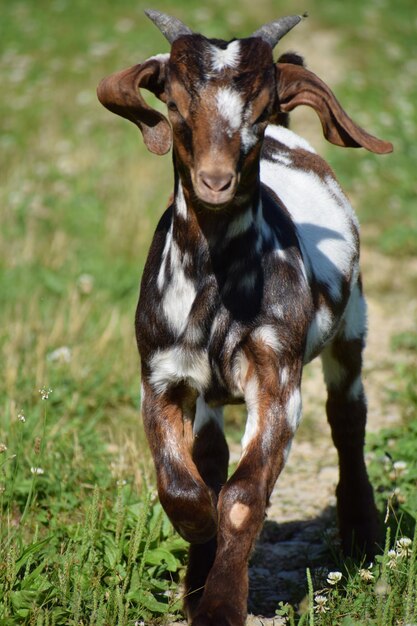 Photo portrait of a goat on field