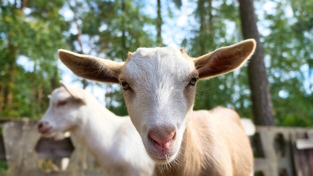 Portrait of a goat Funny animal photo Farm animal on the farm Animal photo