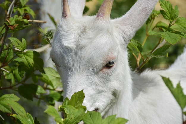 Portrait of a goat grazes in a meadow Ulyanovsk Russia