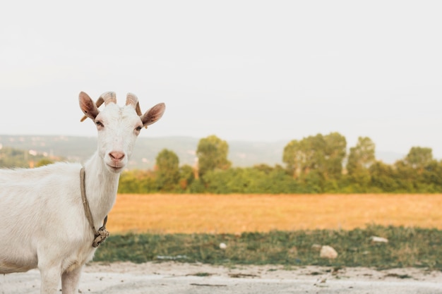 Photo portrait goat looking at camera