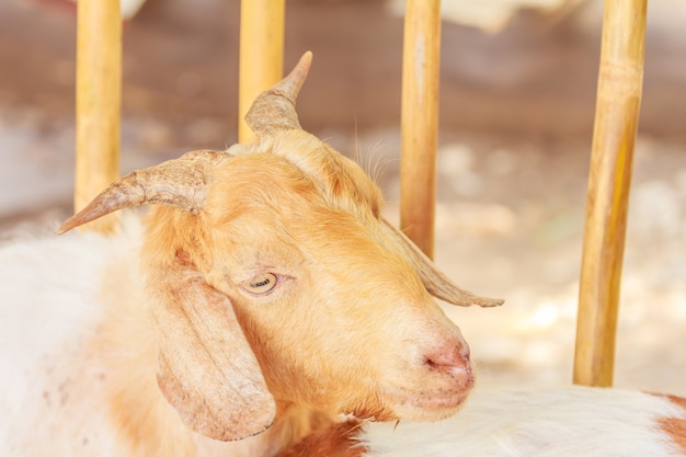 Portrait goat looking.