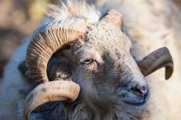 Portrait of goat in morning light