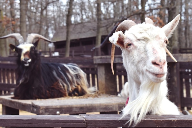 Photo portrait of a goat in pen