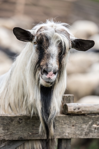 Photo portrait of goat. shallow depth of field.