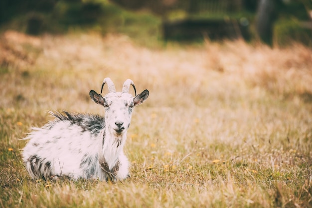 Photo portrait of goat sitting on grass