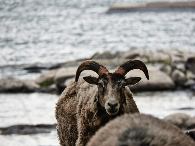 Photo portrait of a goat in the water