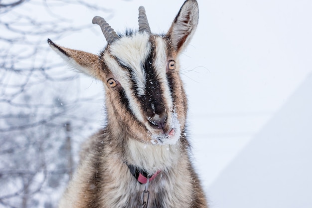 Ritratto di una capra in inverno sulla strada