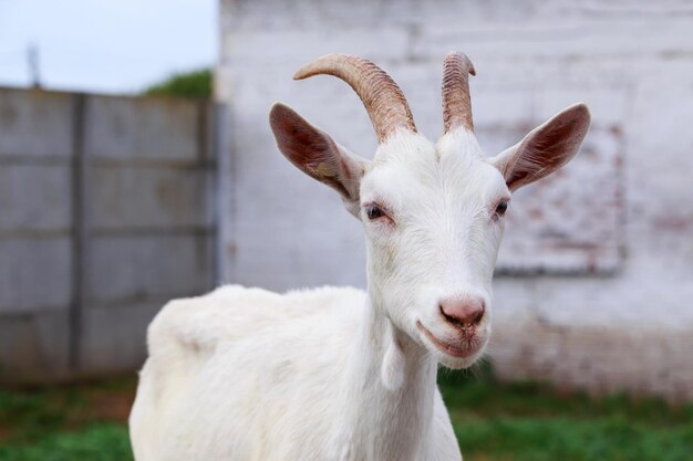 Photo portrait of goat