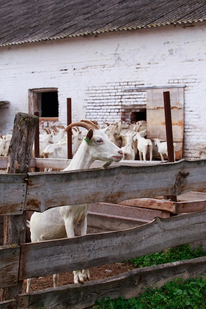 Photo portrait of goat