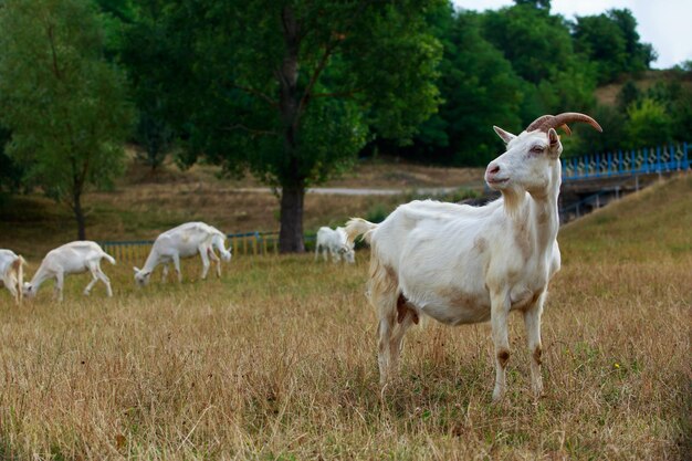 Photo portrait of goat