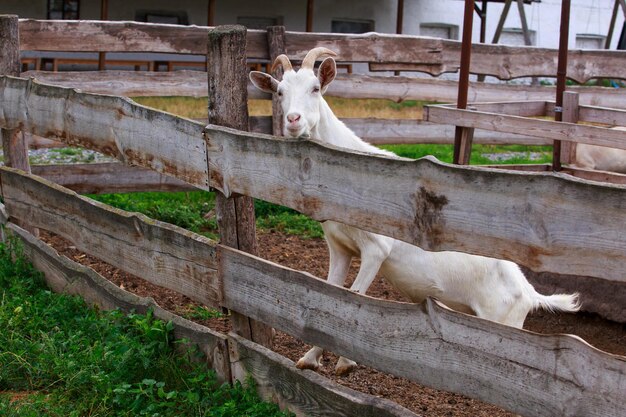 Photo portrait of goat