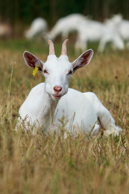 Photo portrait of goat