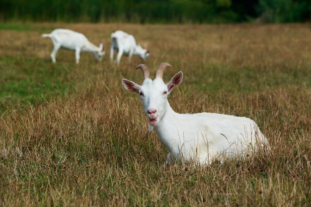 Photo portrait of goat