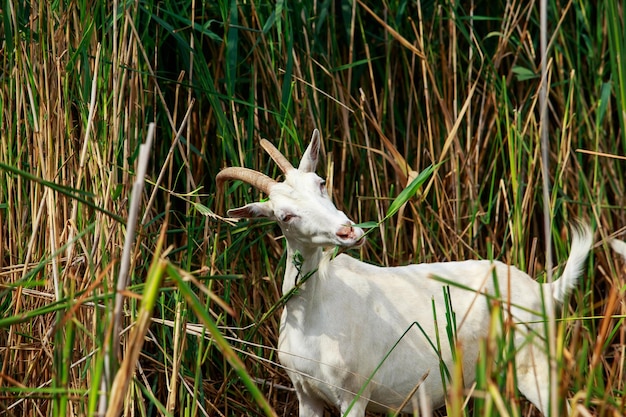 Photo portrait of goat