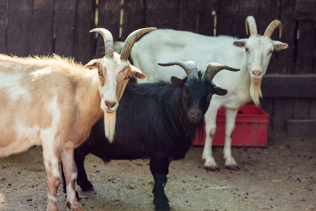 Portrait of goats on the farm