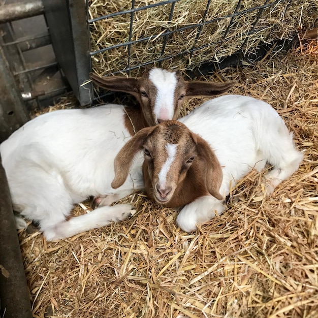 Photo portrait of goats