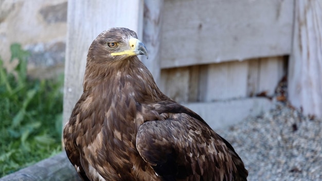 Foto ritratto di un'aquila dorata