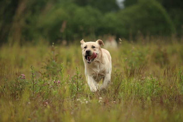 Ritratto di labrador dorato che corre in avanti nel parco estivo