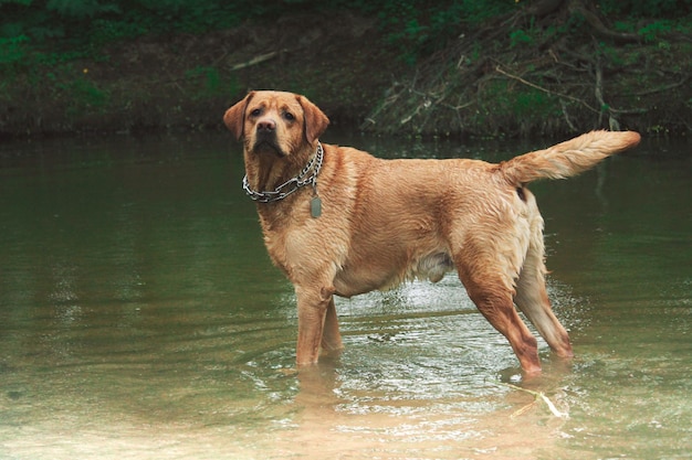 Foto ritratto di golden retriever vicino al lago