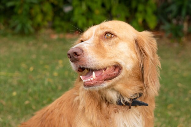 Портрет золотистого ретривера Собака улыбается