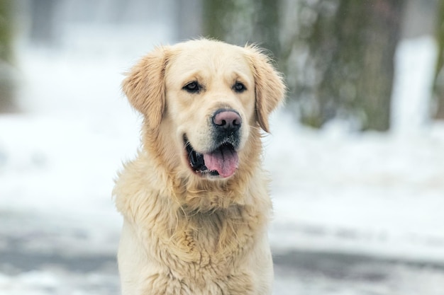 Ritratto di un cane golden retriever nel parco in inverno sullo sfondo di alberi innevati