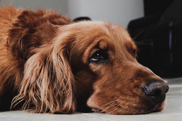 Portrait of golden retriever dog rest in the house. Close-up