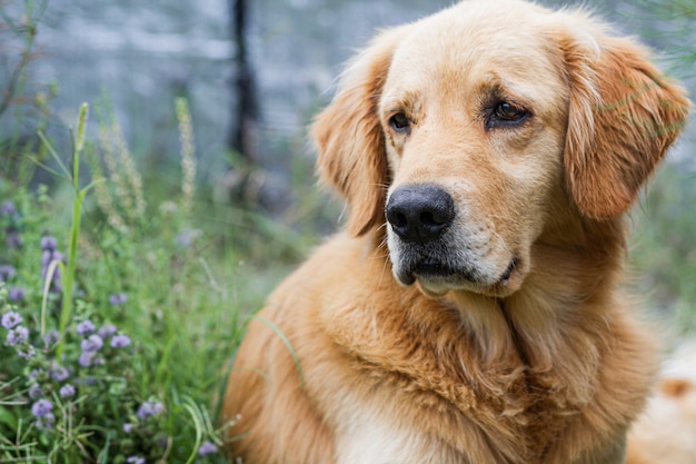 Портрет собаки золотистого ретривера отдыхая в саде