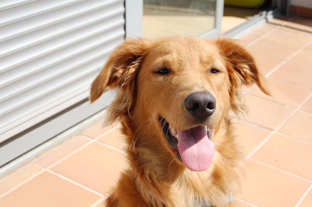 Photo portrait of a golden retriever dog smiling