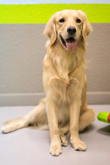 Portrait of a golden retriever dog