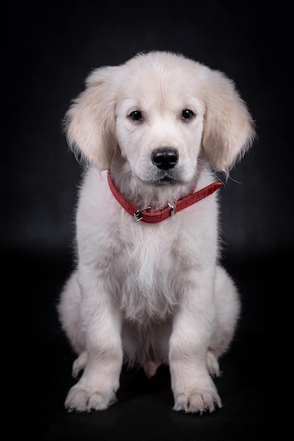 портрет золотистого ретривера Puppy Dog