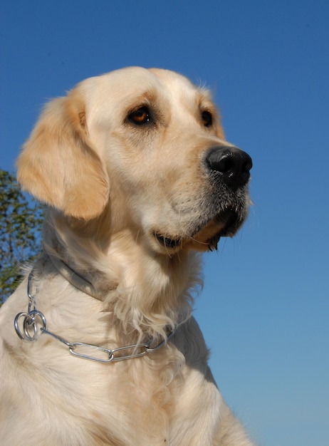 Portrait of golden retriever