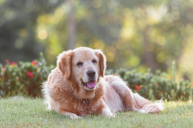 Portrait of golden retriver dog