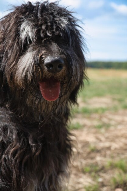 Portrait of a Goldendoodle dog Fluffy curly long black light brown fur Dog