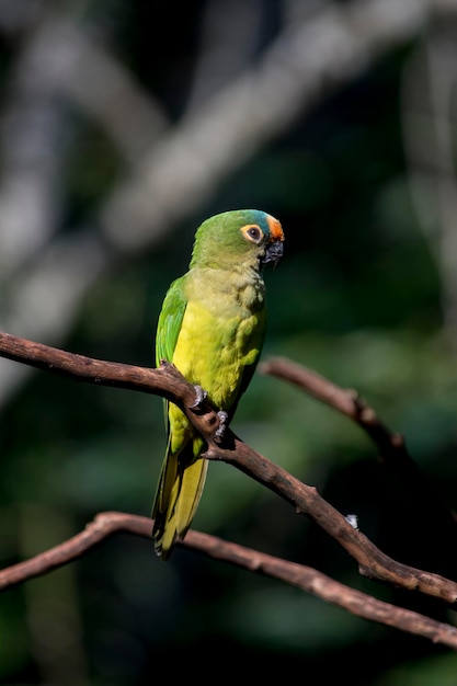 Portrait of a Goldenfronted Parakeet eupsittula aurea