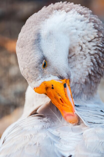 Portrait of goose cleaning his feathers at zoo