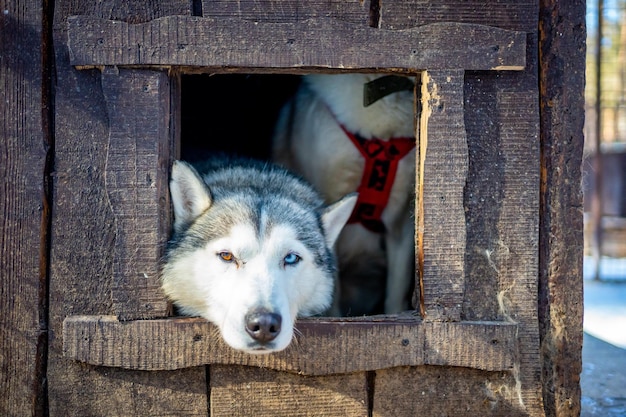 kemerovosiberiaruの近くの犬の農場に立っているゴージャスなキュートで幸せなシベリアンハスキー犬の肖像画