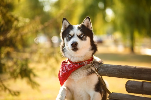 Portrait of gorgeous dog breeds husky in summer day