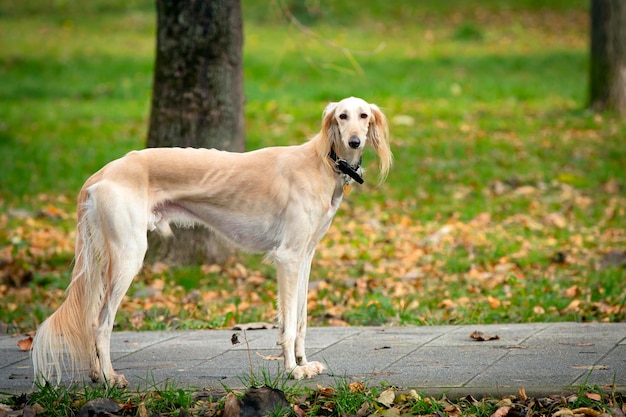 Portrait of a gorgeous Russian greyhound dog standing in the park..