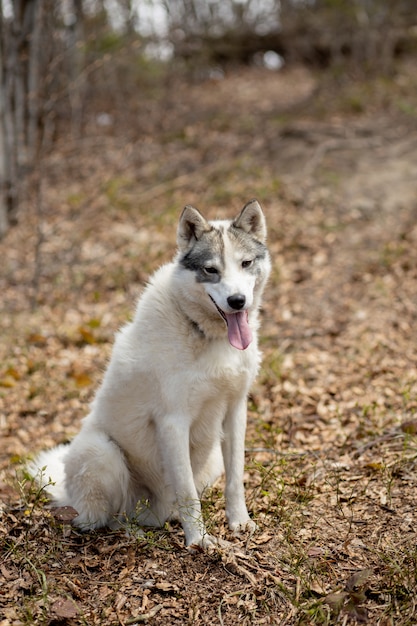 Портрет великолепной собаки сибирской хаски, стоящей в ярком очаровательном осеннем лесу