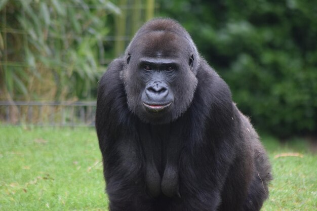 Portrait of gorilla on field